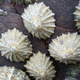 Illustration for article titled Sea Snail Teeth Are The Strongest Known Biological Structures